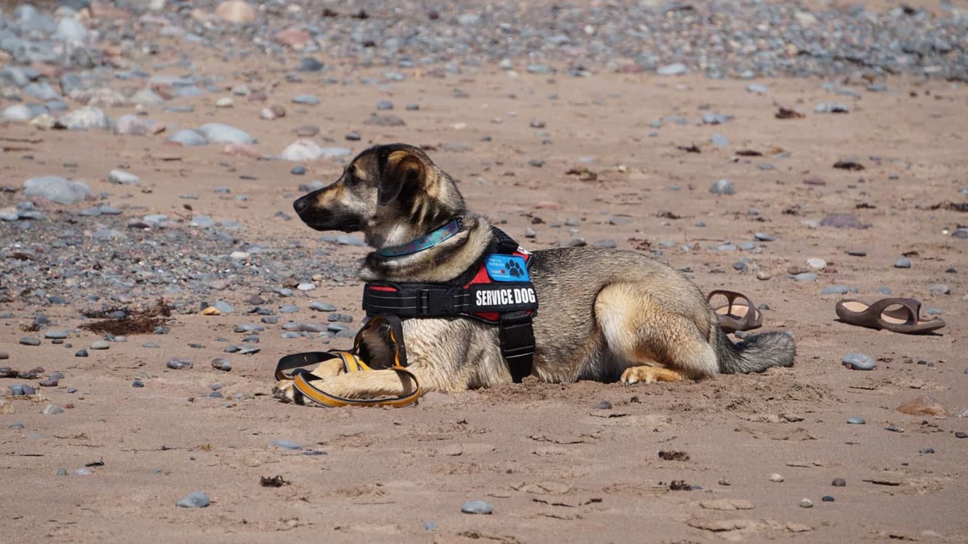 Service dog facing left while laying on the rocky sand with flip flops behind it.