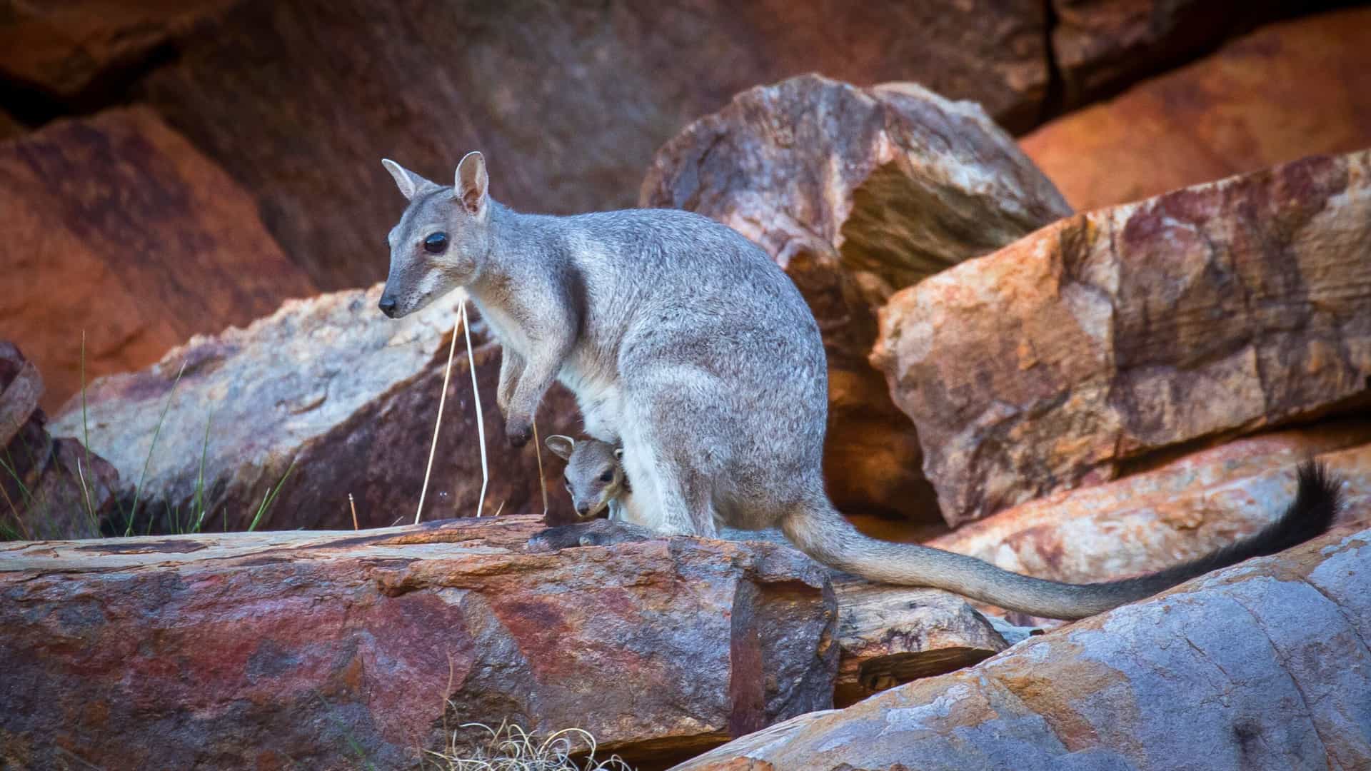 A rock wallaby with a joey in its pouch stands on the rugged terrain of The Kimberley, Australia, during a Silversea cruise.