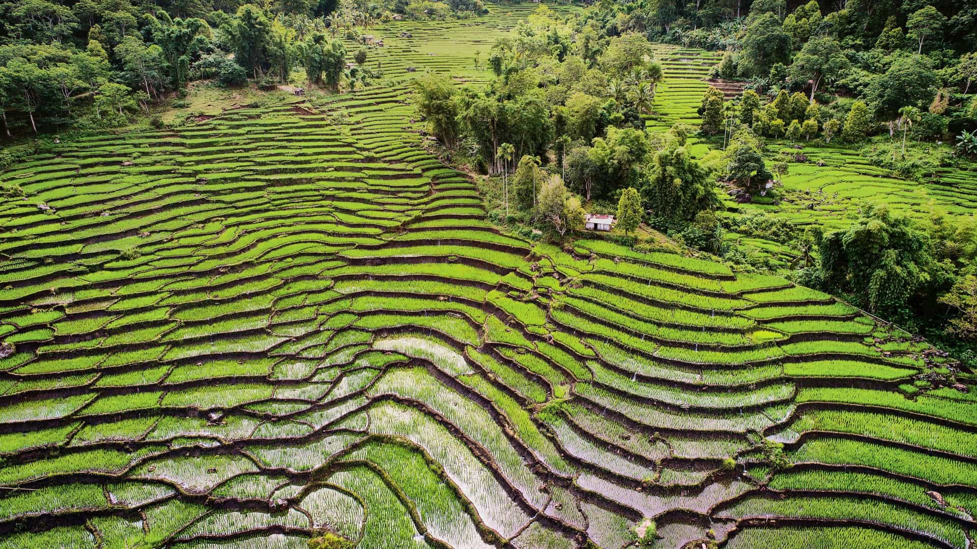 An aerial view of lush, terraced green rice fields in Asia, specifically Indonesia, a destination on a Silversea cruise.