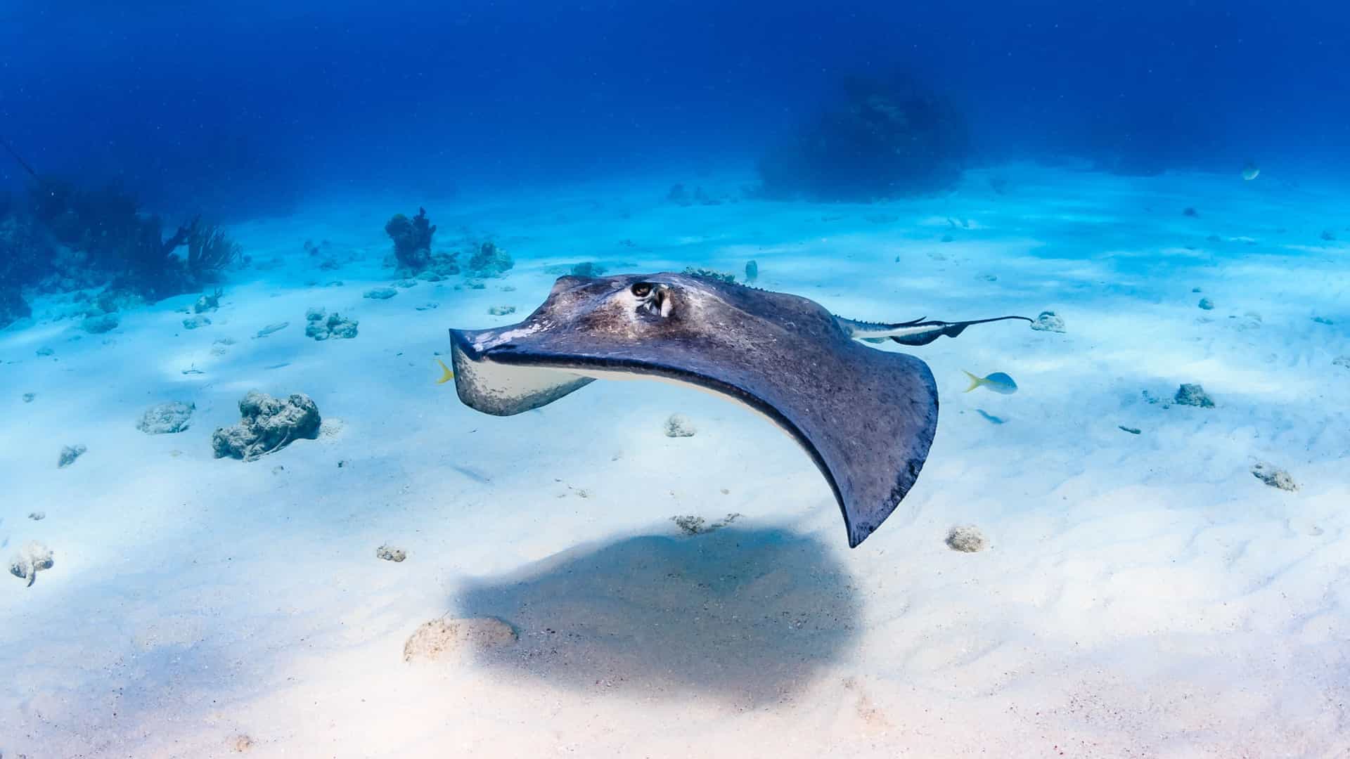 An underwater view of a stingray gliding over a sandy seabed in the clear waters of the Western Caribbean, a popular excursion on a Silversea cruise.