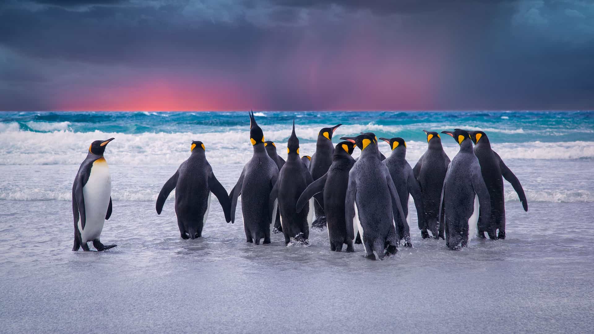 A dramatic photograph of a group of King penguins gathered on a sandy beach at the water's edge in the Falkland Islands, South America. One penguin stands slightly apart from the main group, which faces the churning waves of the ocean. The sky is a dramatic canvas of dark storm clouds mixed with a brilliant sunset, casting hues of orange, pink, and purple across the horizon. The waves crash gently onto the shore, and the scene captures the unique wildlife and rugged beauty of this remote South American archipelago.