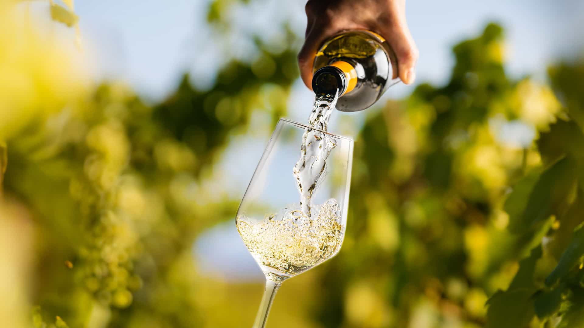A close-up photograph of a hand pouring white wine from a bottle into a clear wine glass. The wine cascades into the glass, creating a splash and bubbles. The image is set in a vibrant vineyard, with the blurry green leaves and ripening grapes of the vines framing the scene. The setting suggests a wine tasting experience in the countryside near Montevideo, Uruguay, highlighting the country's growing reputation for viticulture in South America.