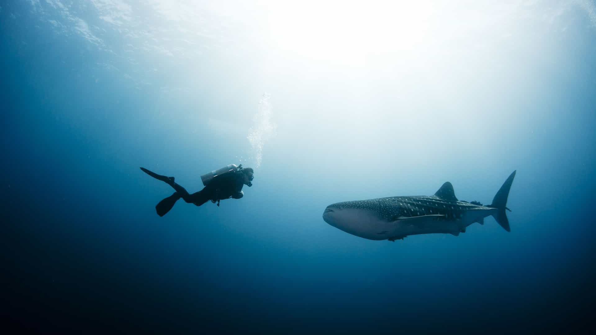 An underwater photograph of a scuba diver swimming alongside a large whale shark in the clear, blue waters of the South Pacific. The diver, visible in the silhouette, exhales a stream of bubbles. The whale shark, with its distinctive spotted pattern, glides peacefully through the water. The sun shines brightly from the surface above, creating a beautiful contrast between the light and the deep blue of the ocean below. The image captures the unique experience of marine encounters in the waters around Tahiti.