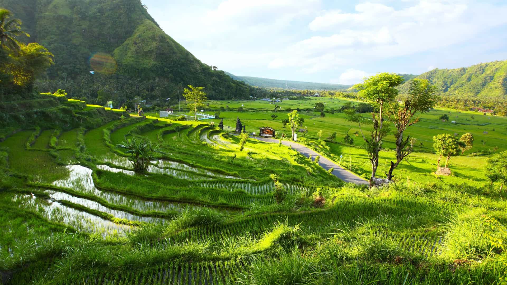 Lush rice fields in Bali, showcasing vibrant greens, viewed during a Southeast Asia cruise.