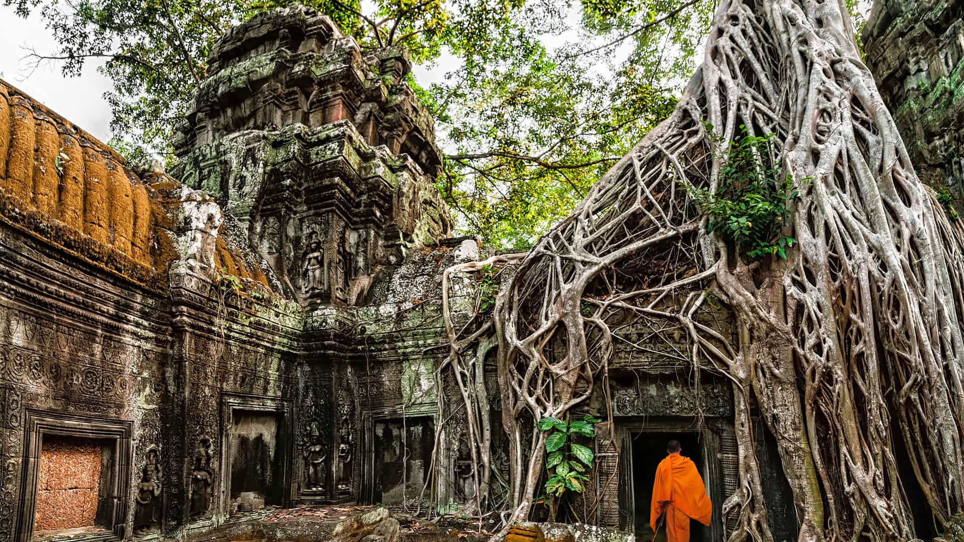 A serene scene at the ancient Ta Prohm temple in Cambodia, where a Buddhist monk in a vibrant orange robe walks through a doorway. The temple's moss-covered stone walls are partially consumed by the massive, gnarled roots of a Spung tree, which snake over the roof and down the sides of the structure. The interplay of man-made and natural elements, combined with the presence of the monk, creates a spiritual and awe-inspiring atmosphere that is characteristic of the historical sites in this Southeast Asian region.