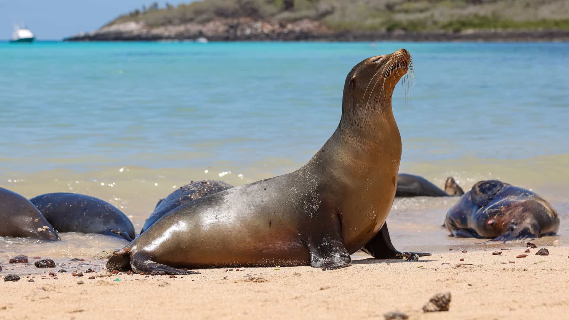 A sea lion basking on a sandy beach with turquoise ocean waters in the background on a Tauck expedition cruise.