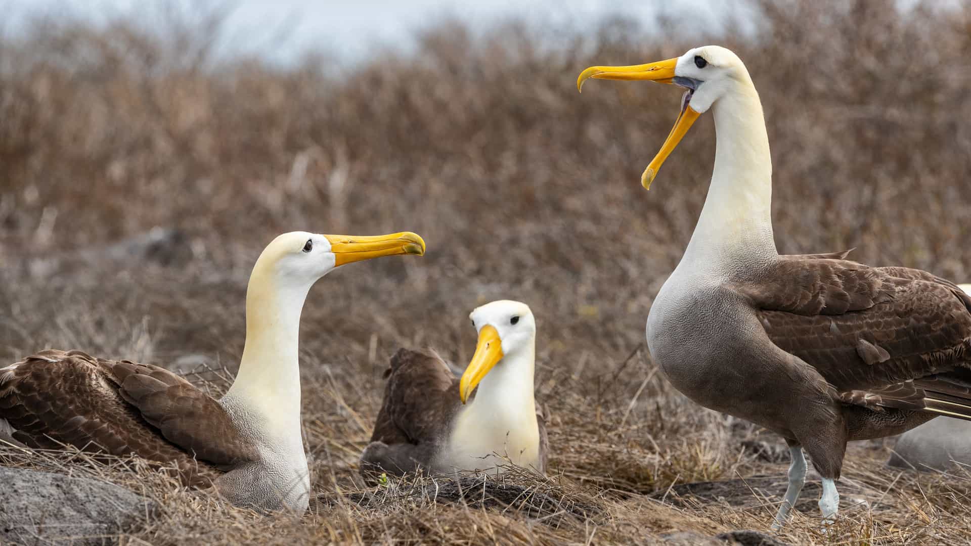 Waved albatrosses nesting and displaying on the brush-covered ground during a Tauck expedition cruise to the Galapagos Islands.