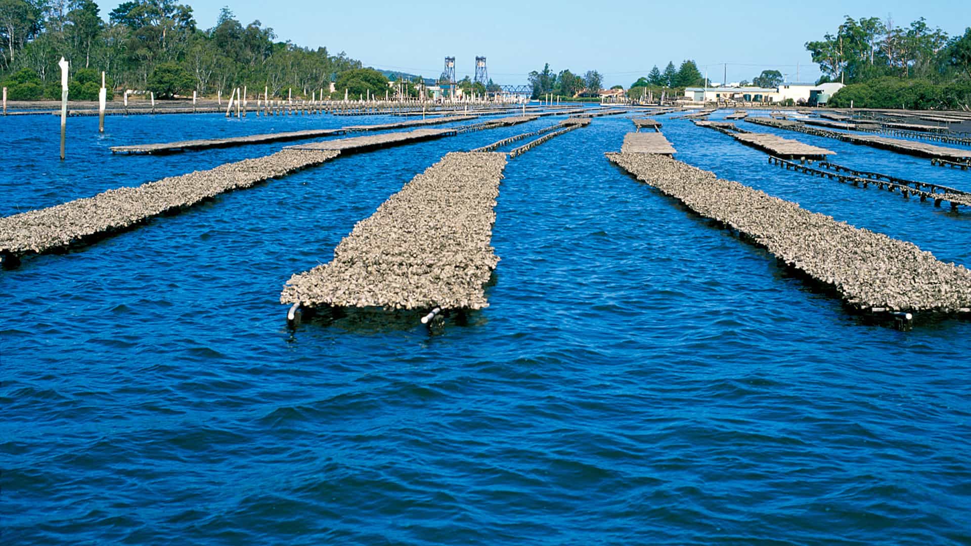 Oyster lease racks on the calm Clyde River at sunset with forested headlands behind