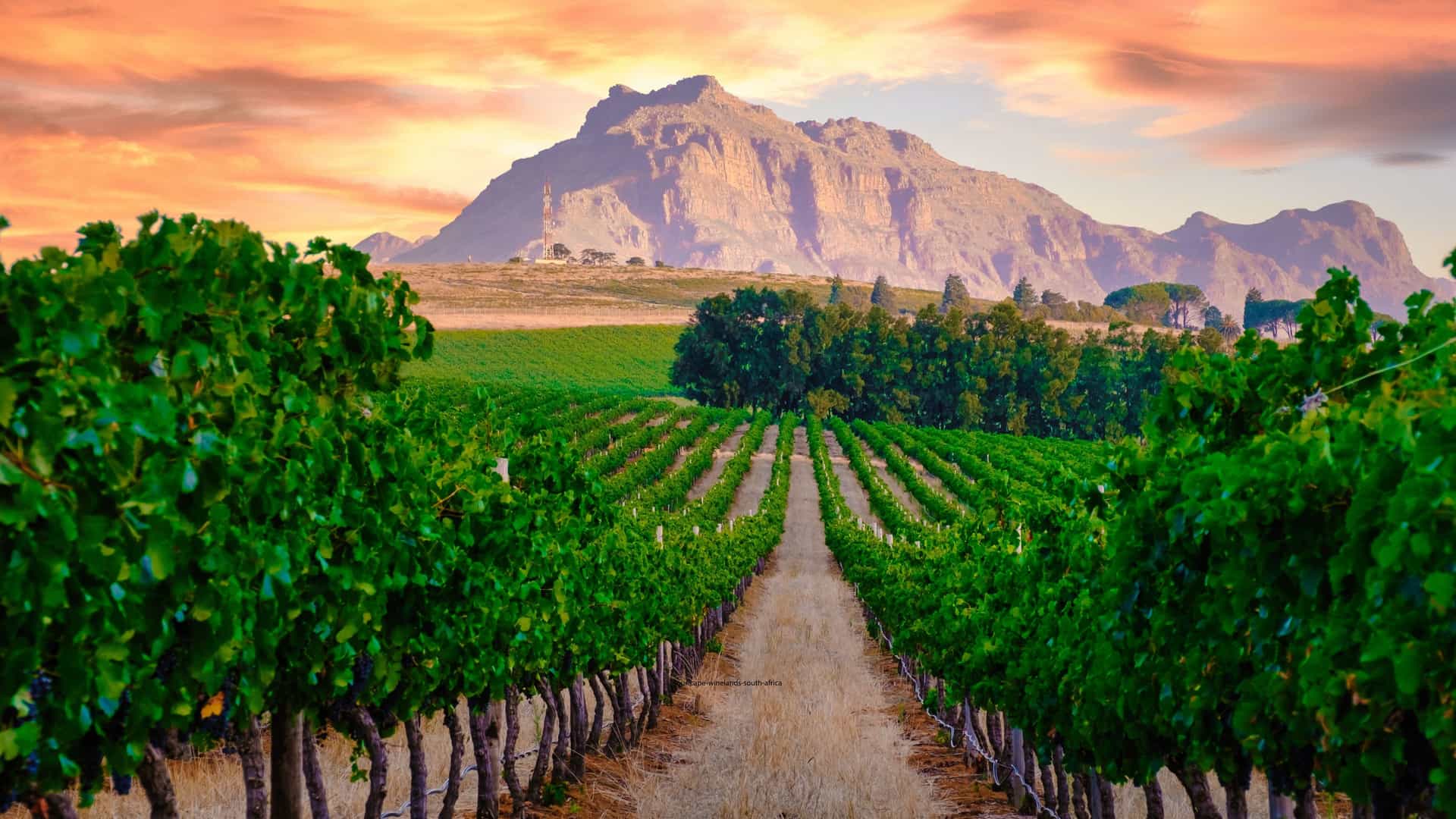 A Cape Winelands vineyard with green grapevines leading toward a mountain range under a vibrant sunrise sky.
