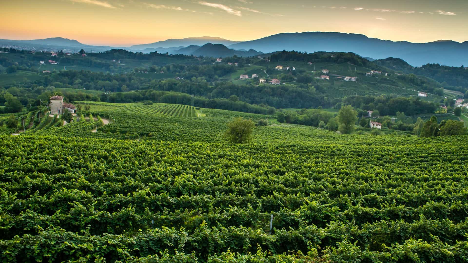 A breathtaking landscape view of sprawling, terraced green vineyards blanketing the rolling hills of Conegliano in Veneto, Italy—a world-renowned sparkling wine region and popular cultural shore excursion destination. The image captures the lush rows of grapevines bathed in the soft, warm glow of a golden sunset, with rustic stone farmhouses nestled on the hillsides and blue, hazy mountains rising along the distant horizon.