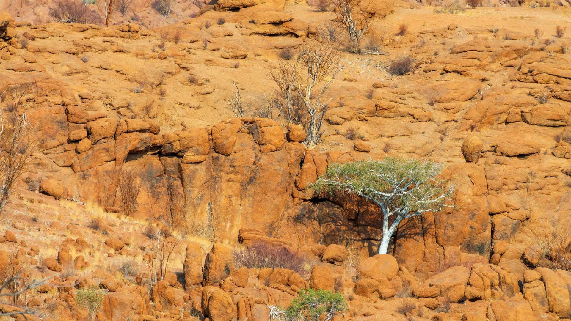 A rugged Damaraland desert scene with red rock formations, sparse dry vegetation, and a lone green tree standing among weathered boulders.