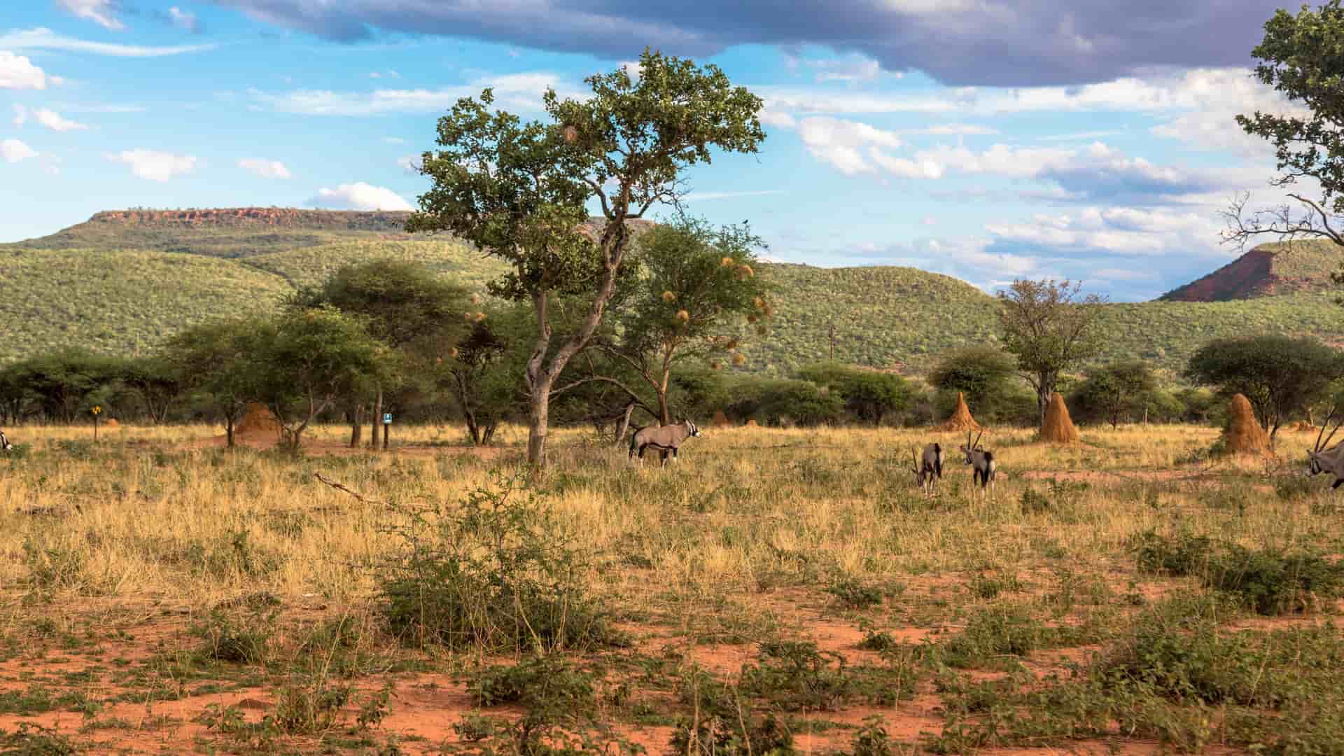 A savanna scene in Epacha Private Game Reserve with gemsbok grazing among dry grass, scattered trees, and tall termite mounds beneath green hills and a partly cloudy sky.