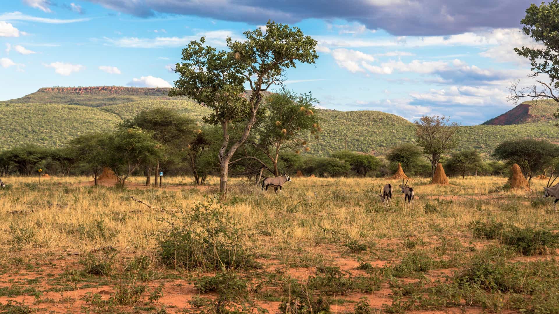 A savanna scene in Epacha Private Game Reserve with gemsbok grazing among dry grass, scattered trees, and tall termite mounds beneath green hills and a partly cloudy sky.