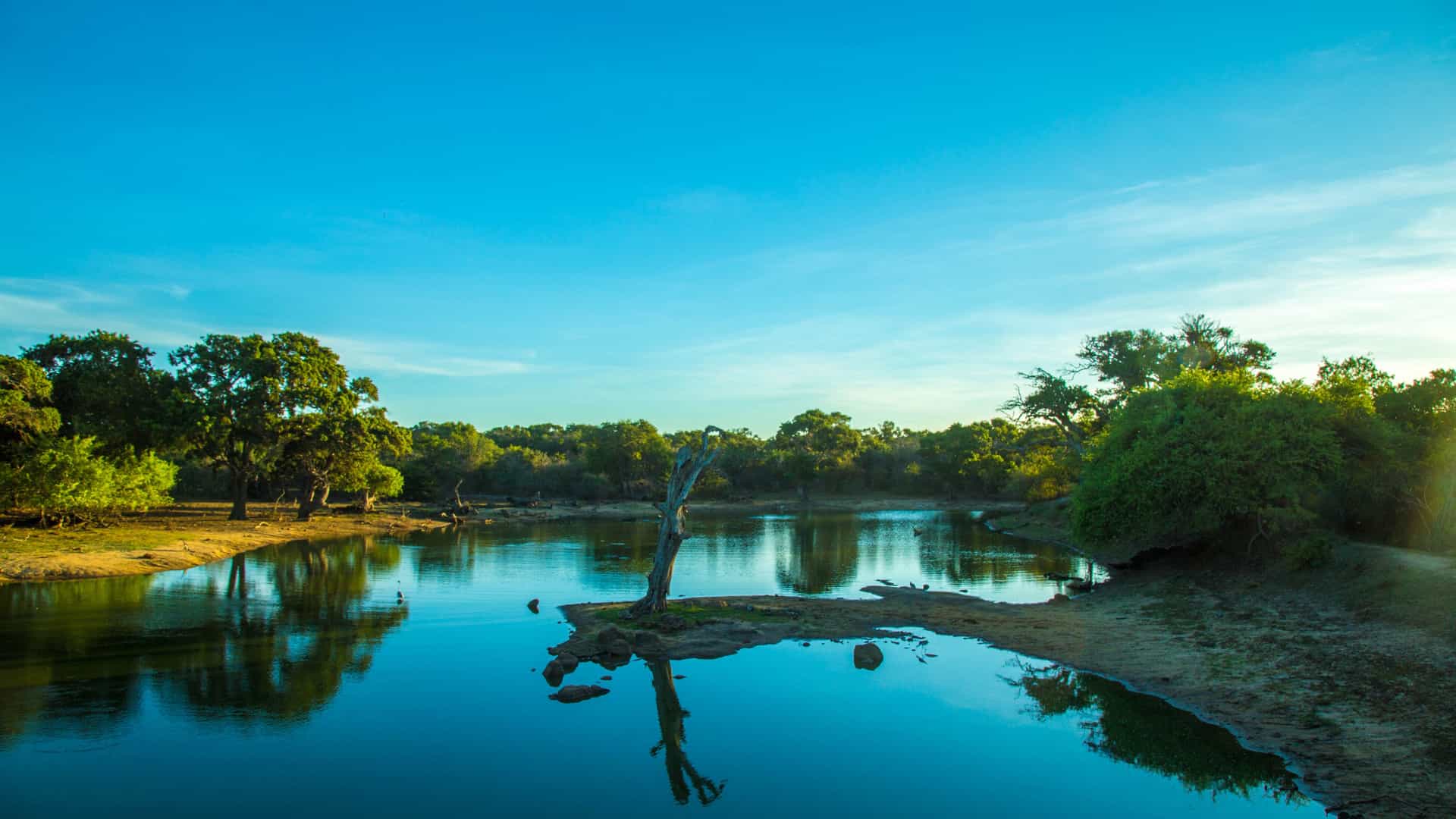 A calm Habarana lakescape with a small sandy islet, a lone dead tree reflected in still blue water, and lush green forest along the shoreline.