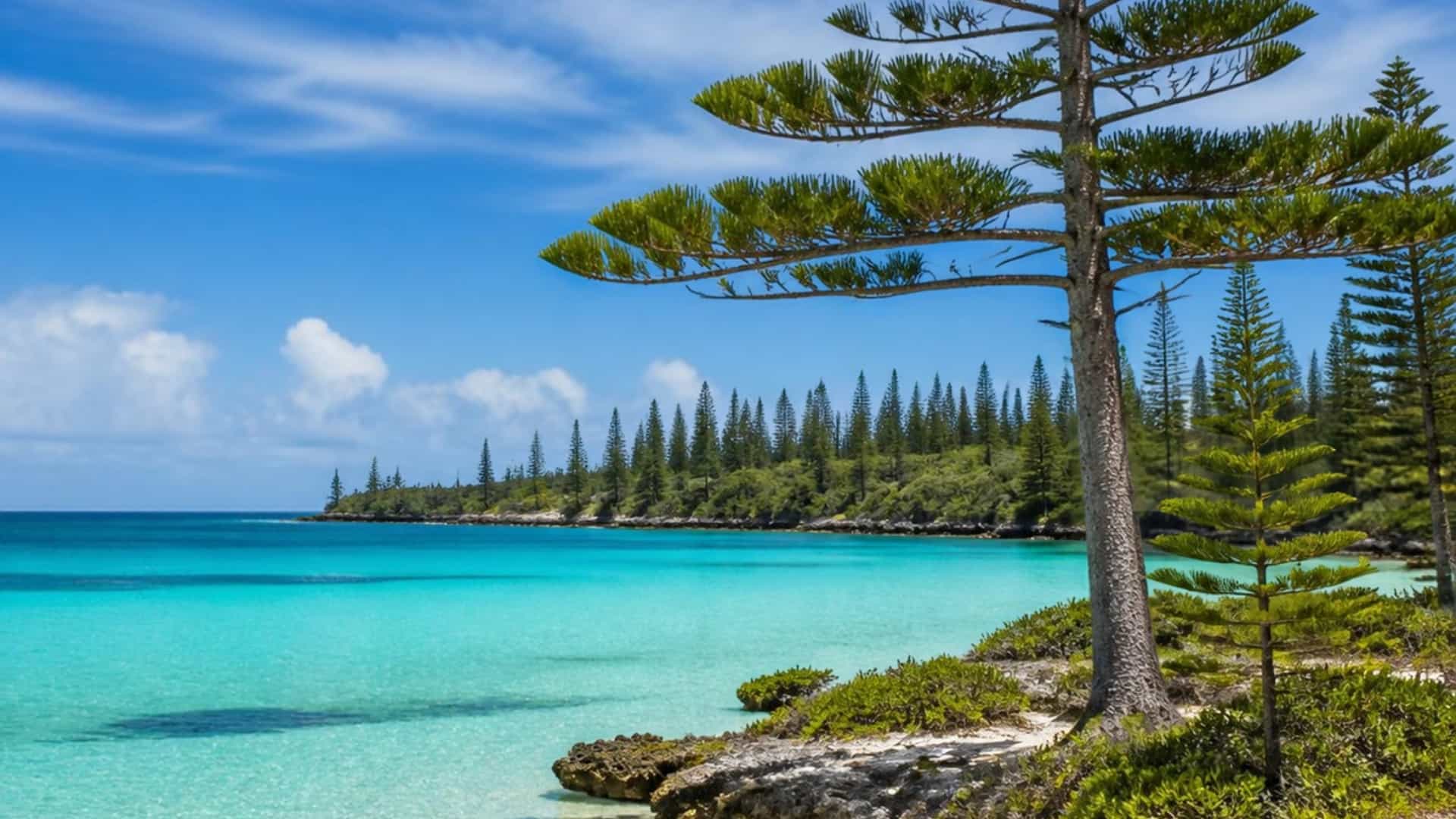 Iconic Araucaria pine trees stand on a white sand beach beside a turquoise lagoon on the Isle of Pines, New Caledonia.