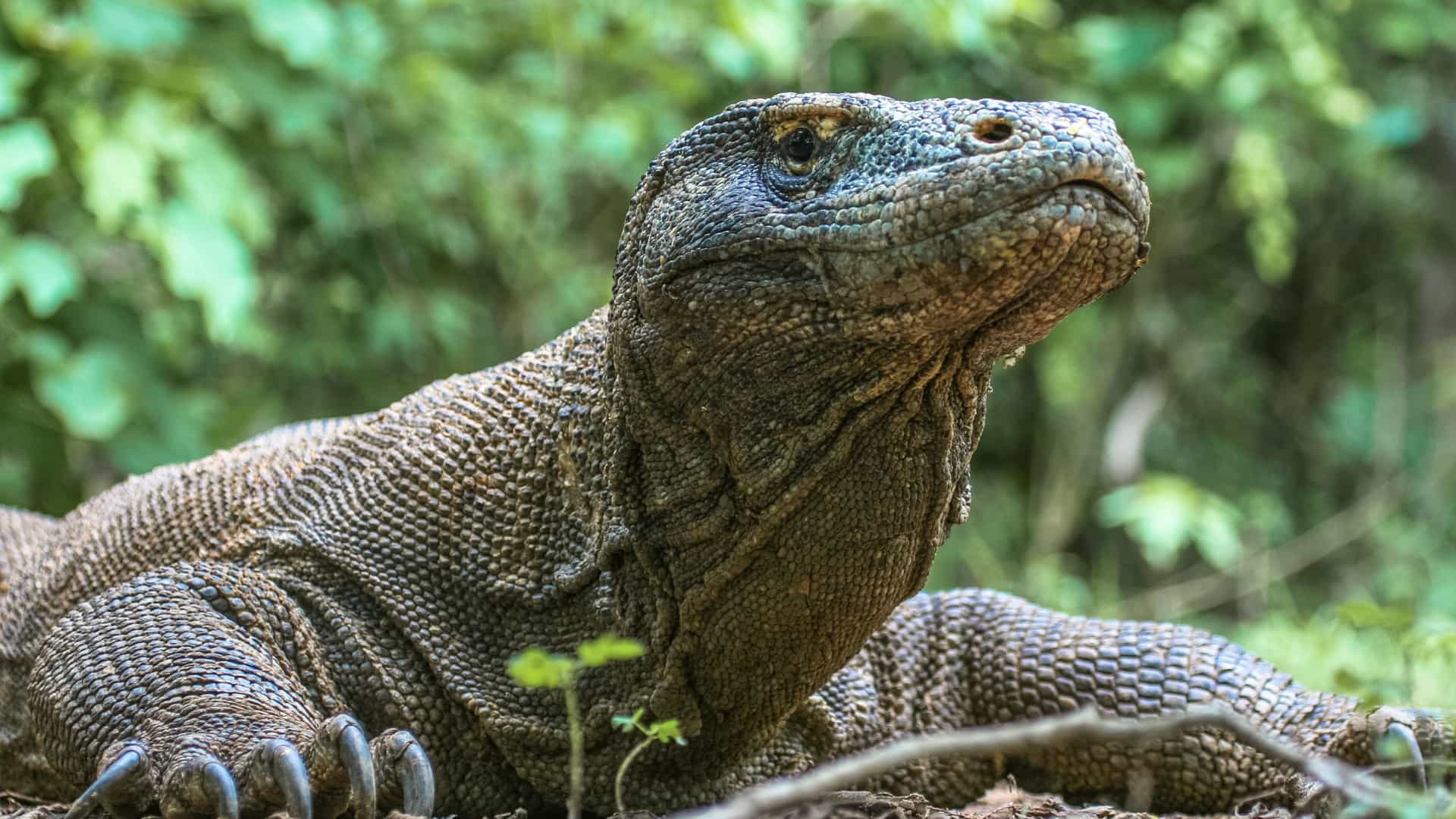 A striking close-up portrait of a majestic Komodo dragon resting in its natural habitat at Loh Liang on Komodo Island, Indonesia—a world-famous wildlife shore excursion destination.