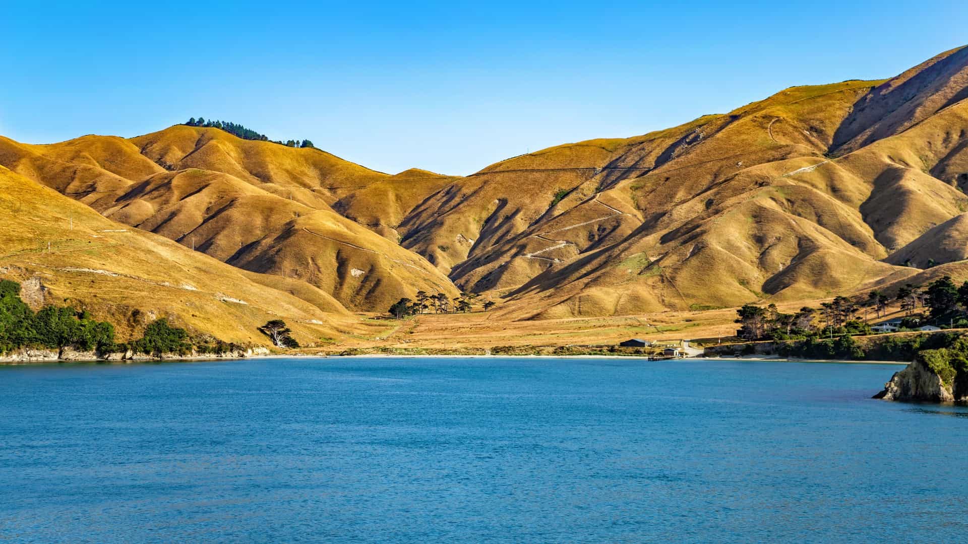 A calm blue inlet in Marlborough Sound bordered by golden, rolling hills and scattered trees under a clear sky, showcasing the region’s coastal and mountainous landscape.