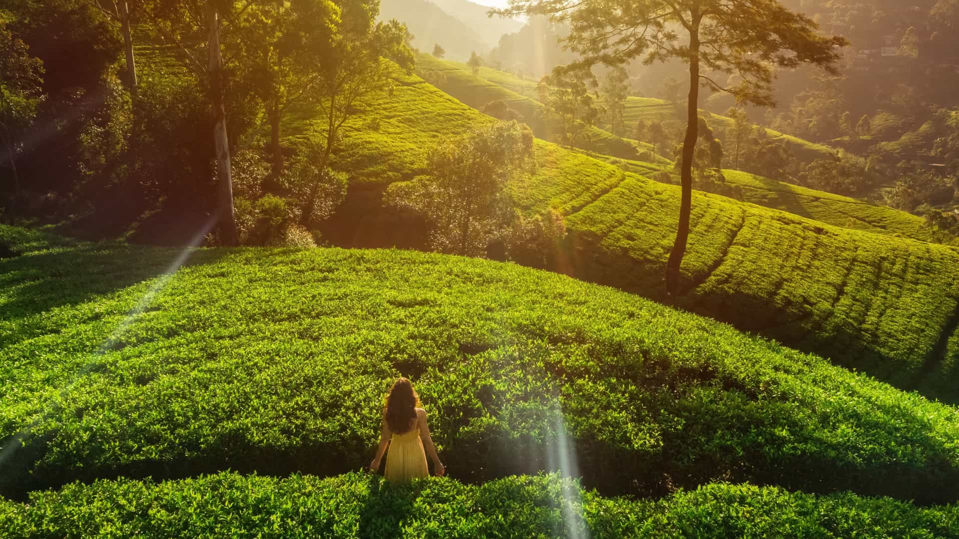 Sunlit Nuwara Eliya tea terraces with lush green hills, tall trees, and a lone figure in a yellow dress overlooking misty mountain slopes.