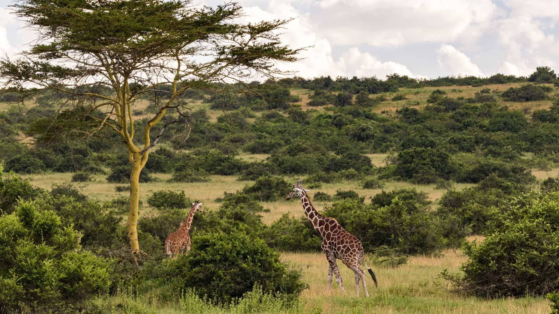 Two giraffes in Solio Game Reserve standing in grassy savanna near an acacia tree, with green hills and a partly cloudy sky in the background.