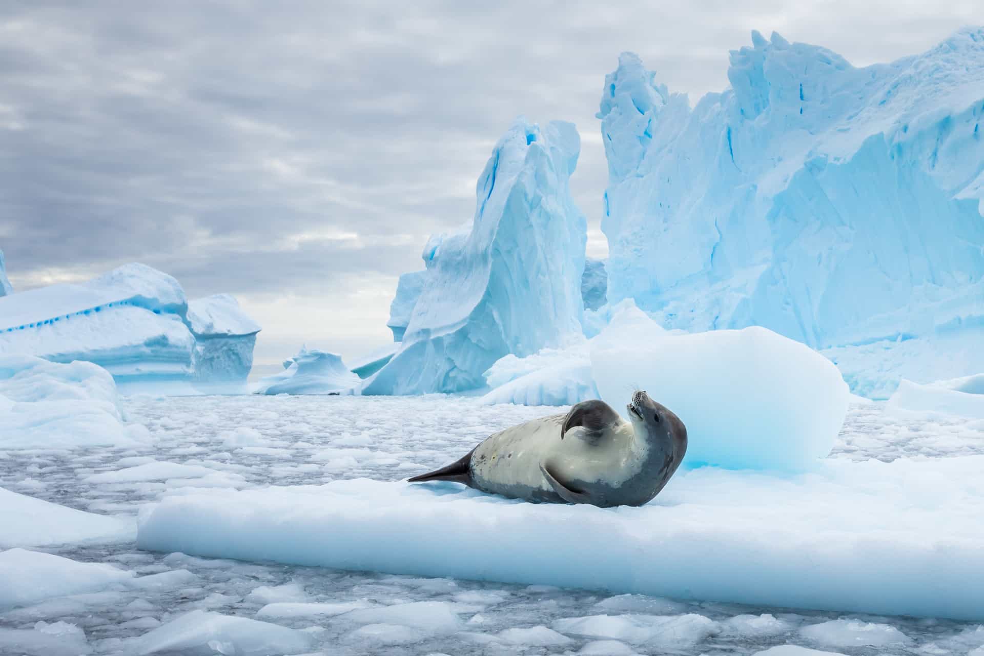 Towering, snow-crowned tabular icebergs drift through calm, deep-blue waters beneath dramatic, glaciated mountain peaks in the Antarctic Circle.