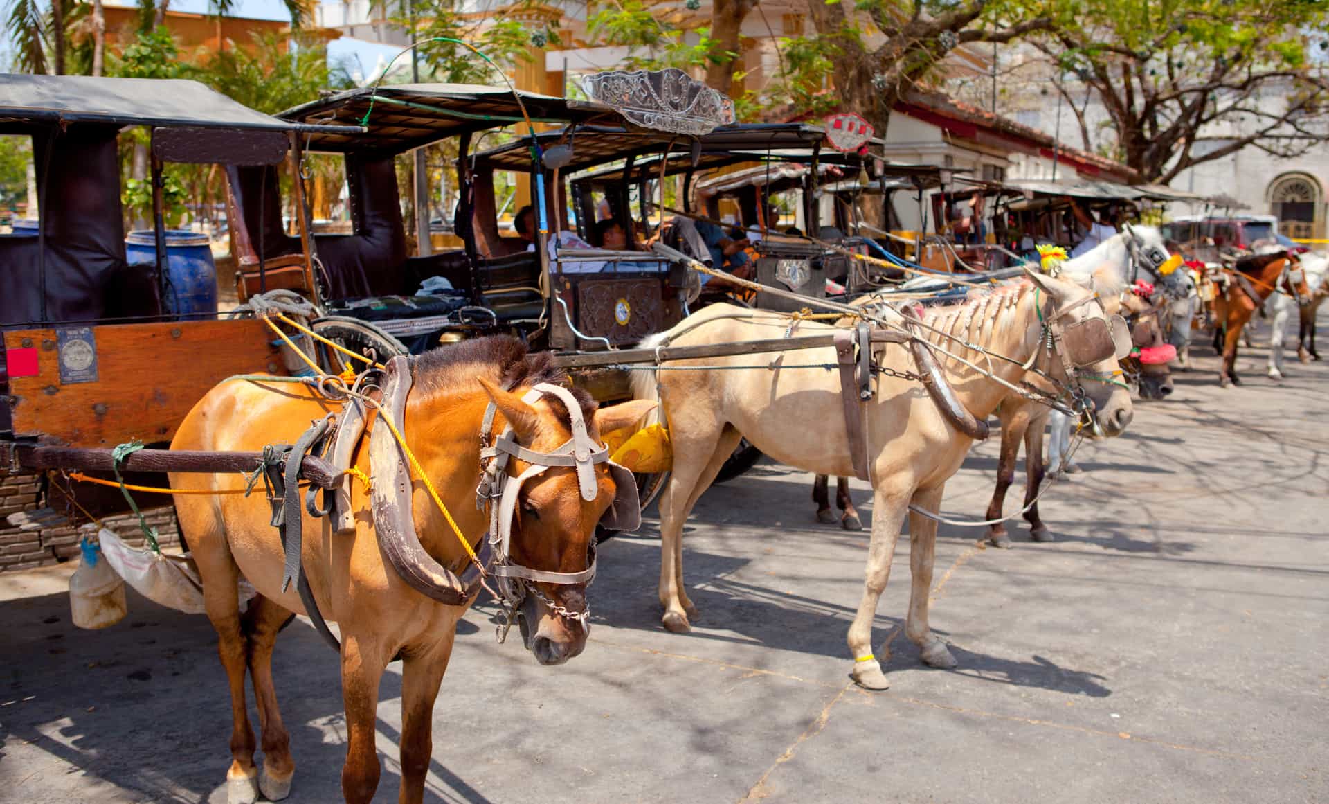 A row of horse-drawn carriages waiting on a street in Vigan, The Philippines.