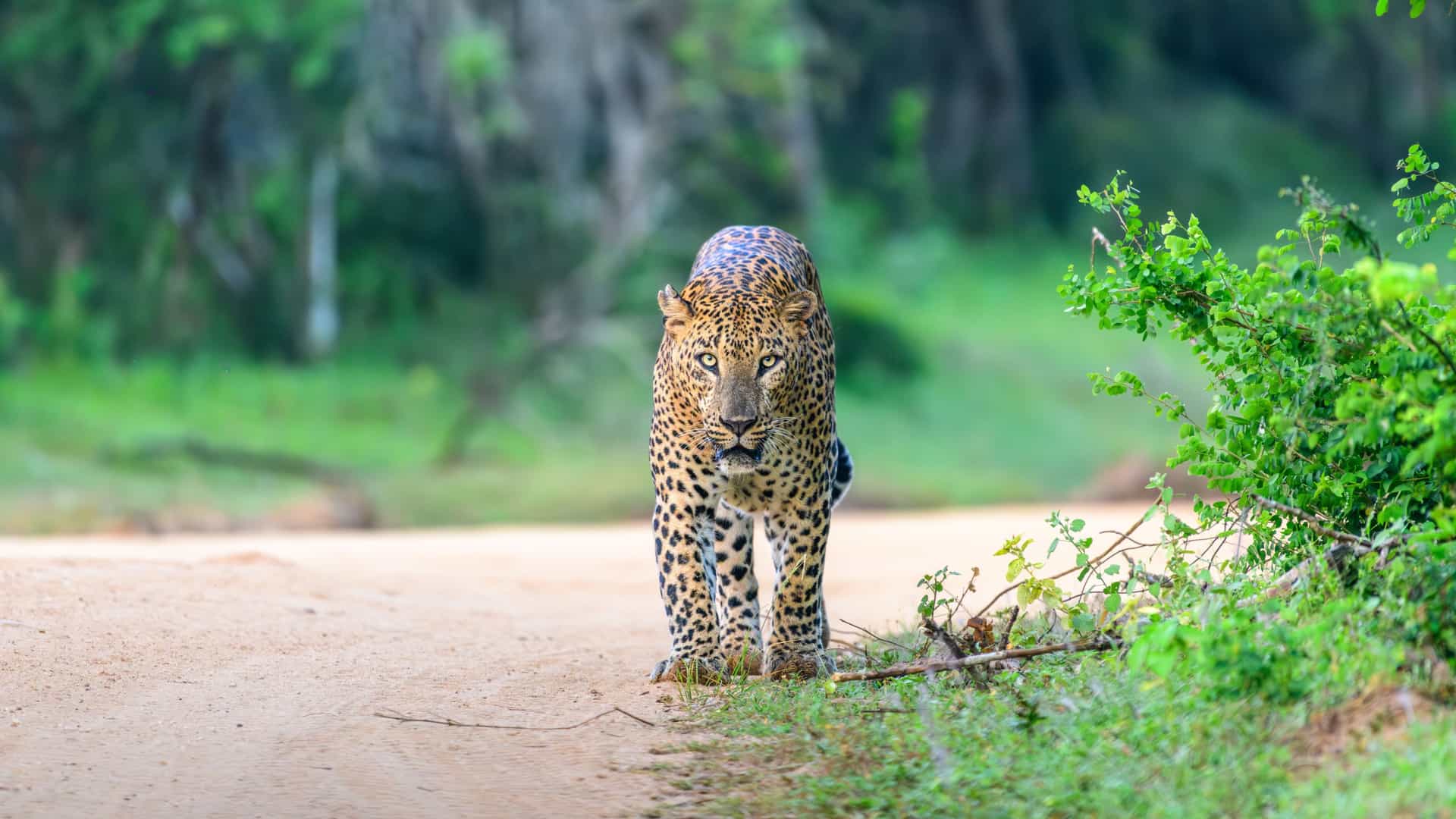 A Sri Lankan leopard walking along a forest track in Yala National Park, its golden coat and black rosettes standing out against lush green vegetation.