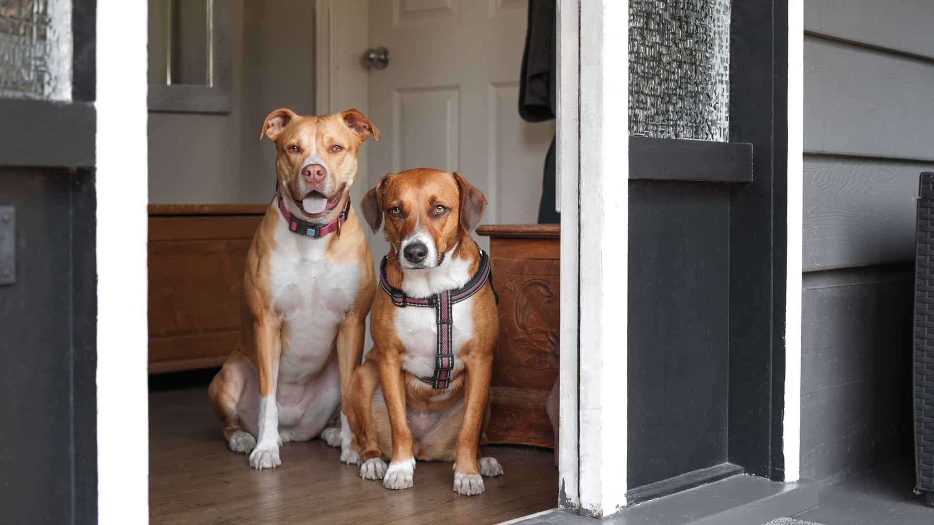 Two Pitbull mix dogs sitting in the front of a door entryway with the door wide open.