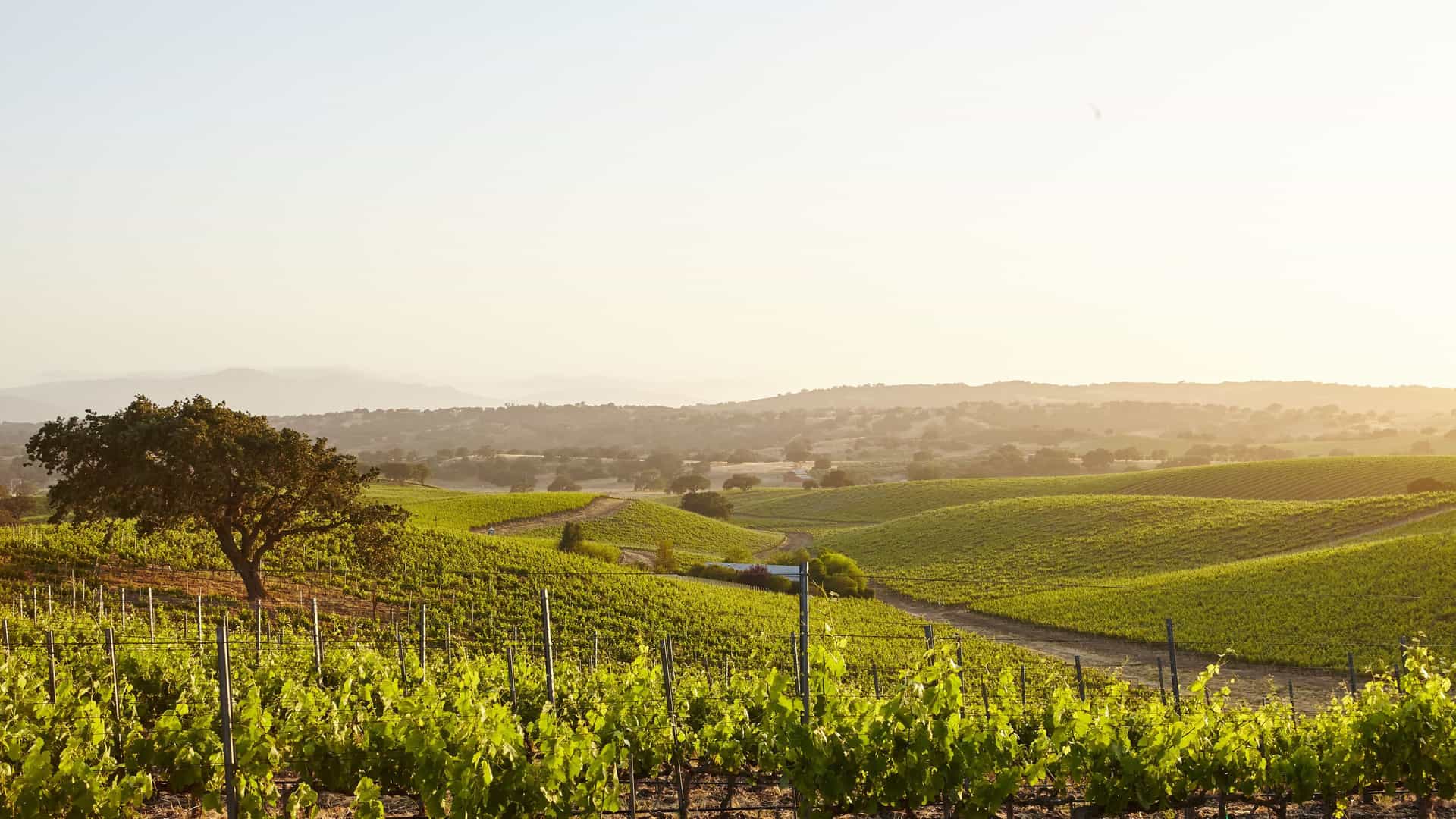A scenic view of a rolling vineyard in Santa Barbara, California. The lush green grapevines cover the gently sloping hills under a hazy, bright sky. A solitary tree stands in the middle ground, and a winding dirt path can be seen cutting through the vineyards. In the distance, soft hills fade into the horizon. The image captures the serene beauty of the wine country along the U.S. Pacific Coast.