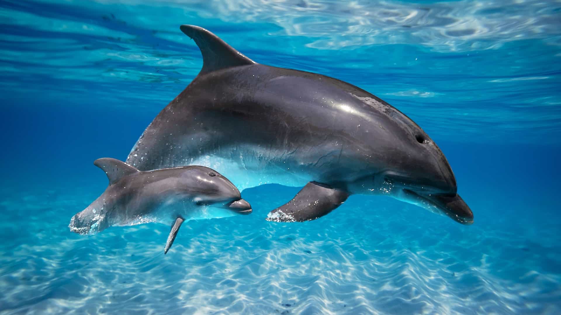 An underwater photograph of a mother dolphin swimming with her calf. The larger adult dolphin is a dark gray color with a lighter underbelly, while the smaller calf is a similar shade of gray. They are swimming in clear, bright blue water, with light reflecting off their sleek bodies. The sandy bottom is visible below, with a rippled pattern. The image captures a tender moment between the marine animals that inhabit the waters along the U.S. Pacific Coast.