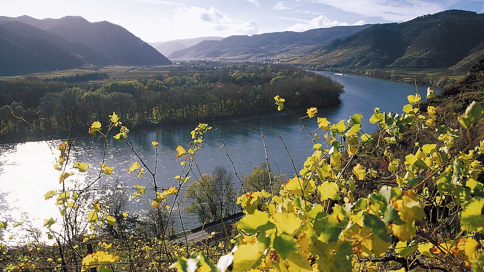 A wide river winding through the rolling green hills and valleys of the Wachau region, framed by yellow autumn grape leaves in the foreground.