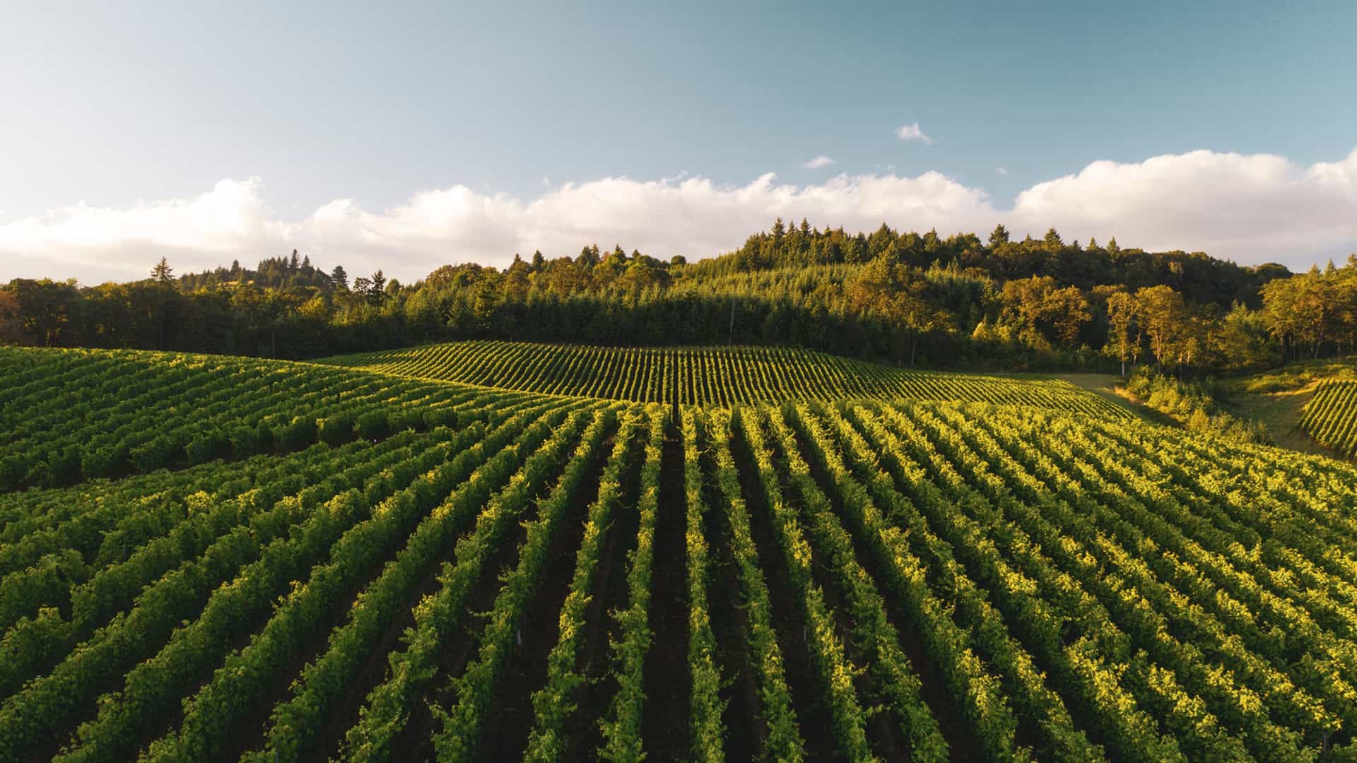 Overhead shot of a vibrant vineyard, showcasing rows of green grapevines on a Globus tour.
