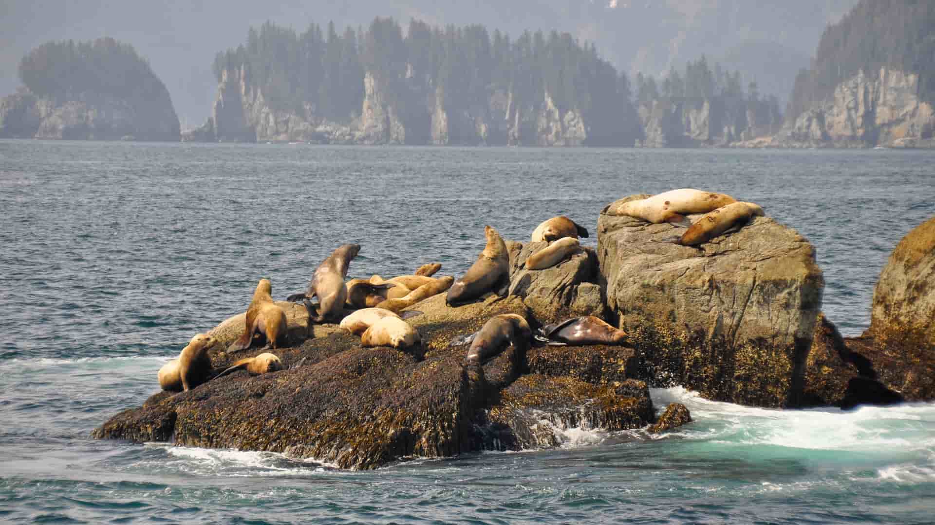 Sea lion colony on rocks in Whittier, Alaska.