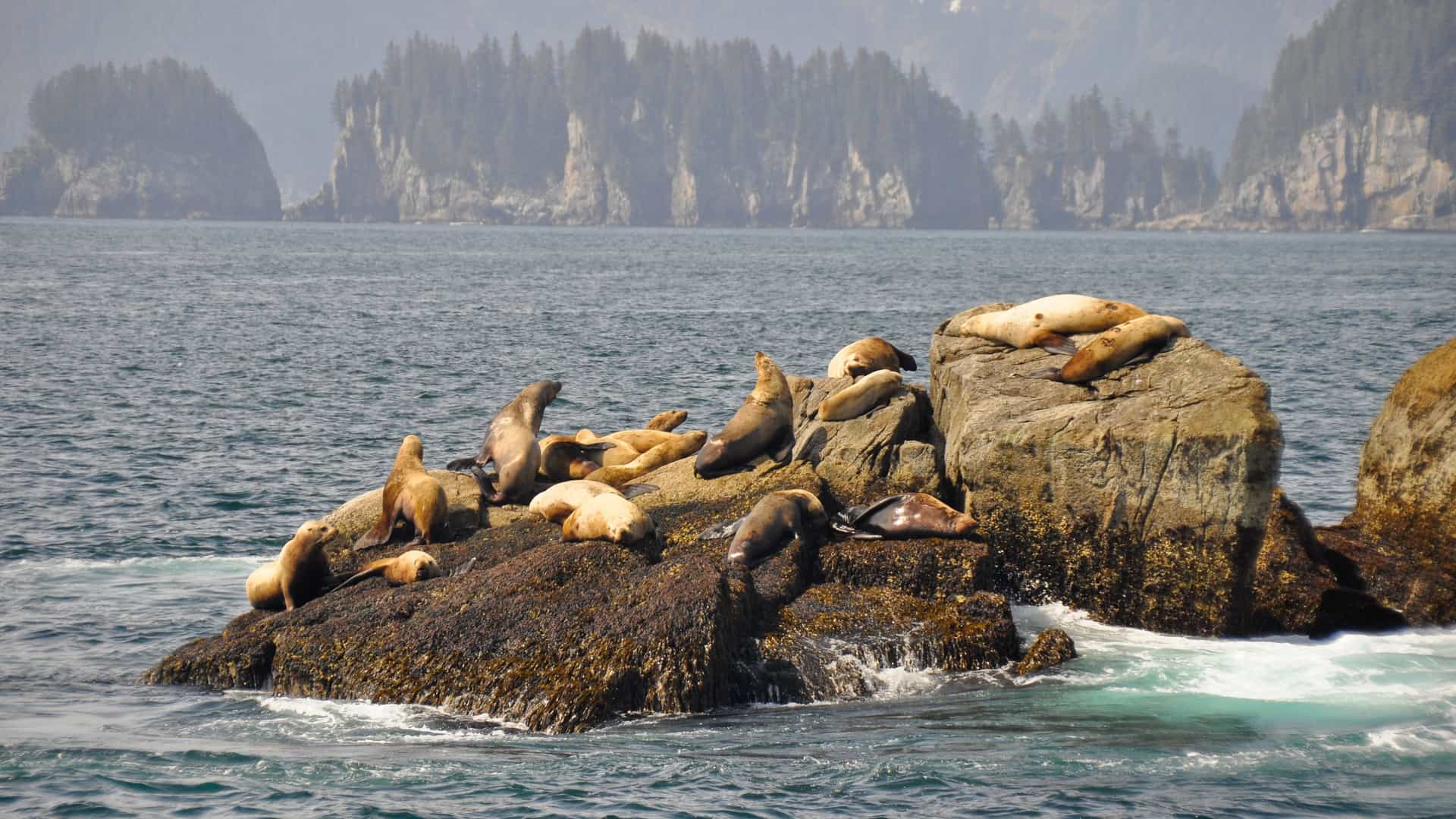 Sea lion colony on rocks in Whittier, Alaska.