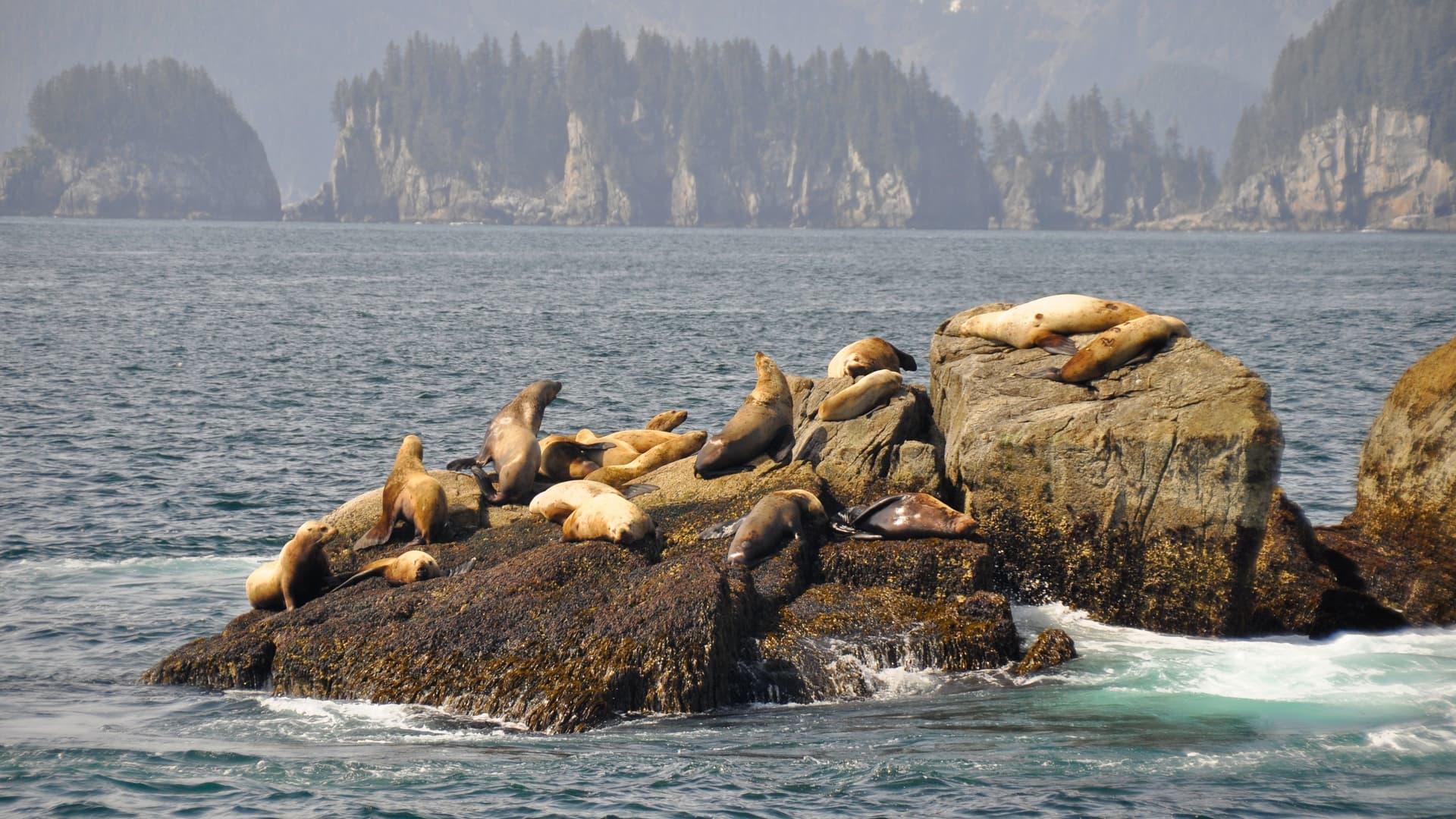 Sea lion colony on rocks in Whittier, Alaska.