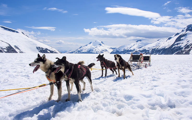 Sled alaska live homework help Sled alaska live homework help