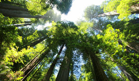 A California redwood