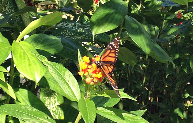 Slideshow: A Visit to The Butterfly Farm | The Cruise Web Blog