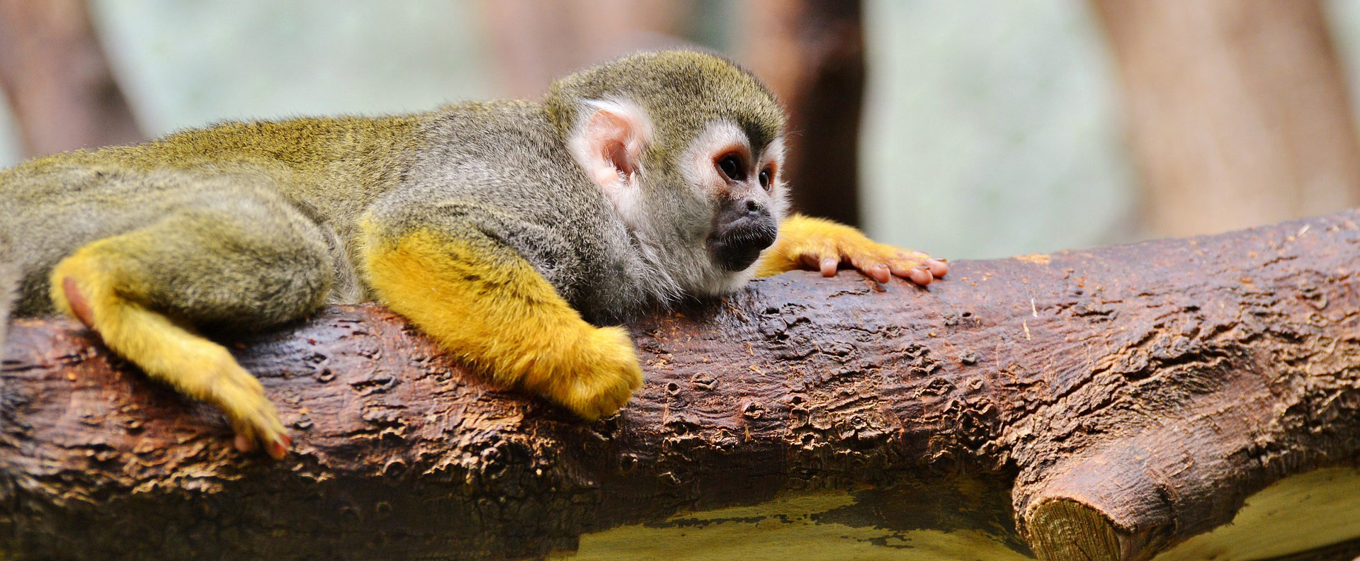 Capuchin Monkey by the Panama Canal